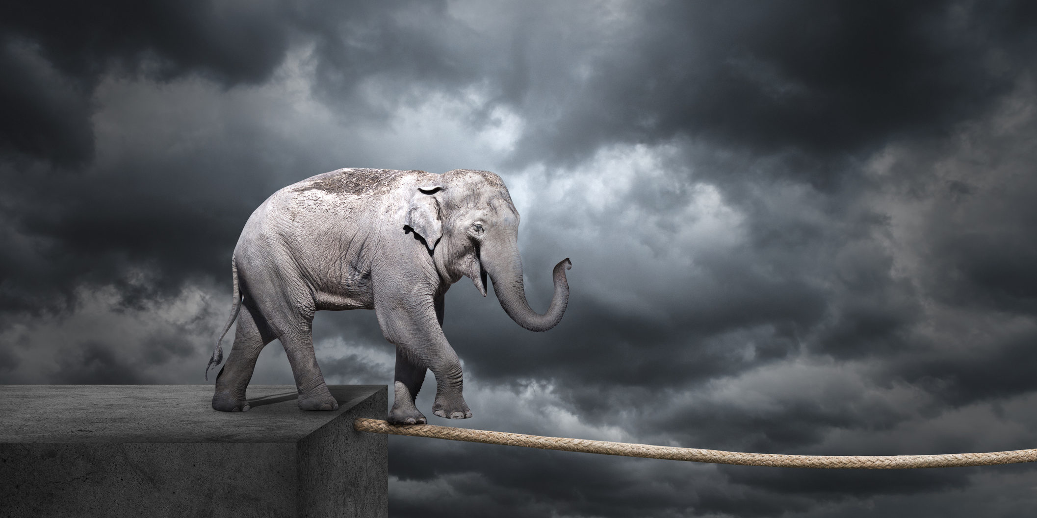 Elephant on tightrope